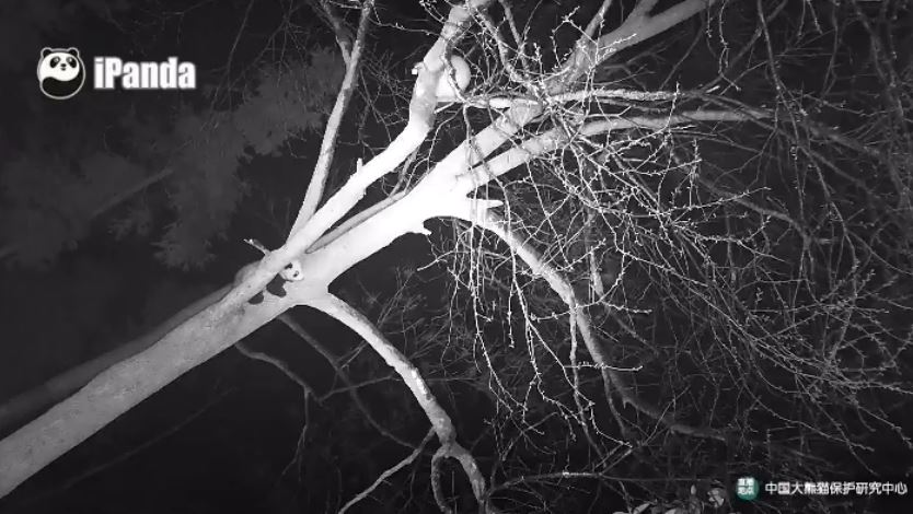 Nächtliche Abenteuer