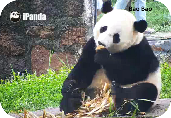 Schöne Bao Bao